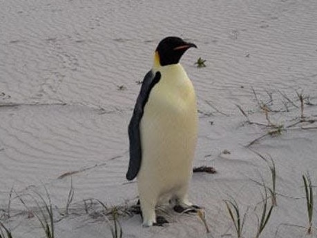 An emperor penguin has been found in Denmark, Western Australia, the furthest north the species has ever been recorded. Picture: Miles Brotherson/DBCA, (Department of Biodiversity, Conservation and Attractions)