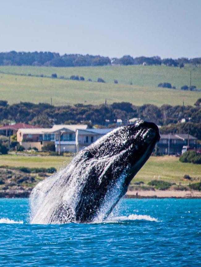 A whale breaching at Victor Harbor. Picture: Stan Mansas