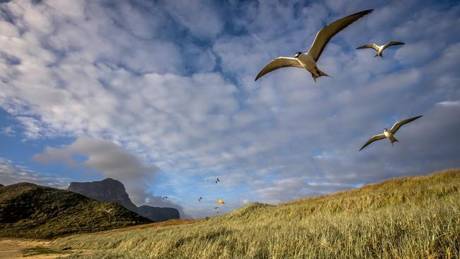 The island is a birder’s paradise. Picture: Luke Hanson