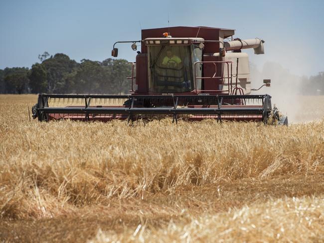 Crippling: The challenges for barley exports are substantial given the 80.5 per cent import tariffs imposed by Chinese authorities.