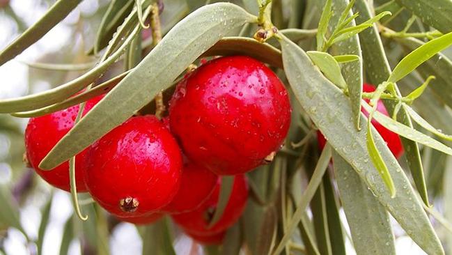 Want a taste of bush tucker in your cocktail?