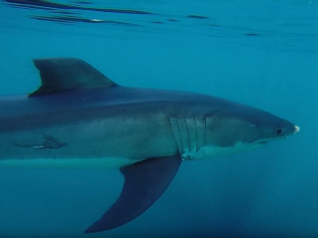 Fishermen Aidan Kennedy and Luke McDonald went fishing in a boat on Saturday, where they came up close with a great white shark. Photo credit: Instagram- lukemcdonald_fishing and aidankennedyfilm.