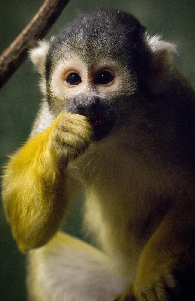 It’s a squirrel monkey!