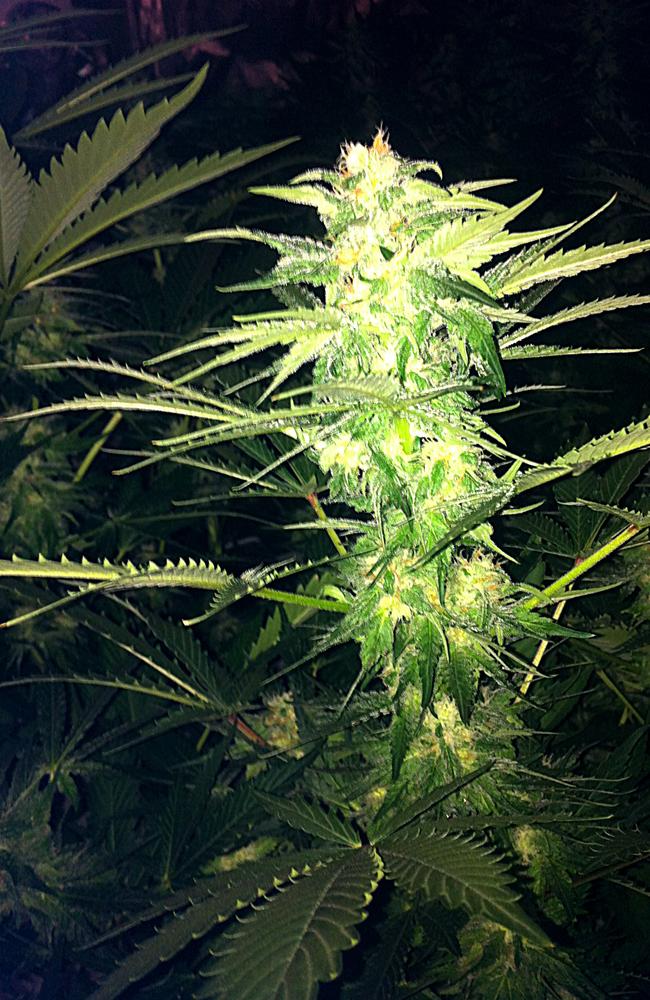 An example of buds growing on a cannabis plant. McMah had five clip seal bags of dried cannabis buds in his freezer.