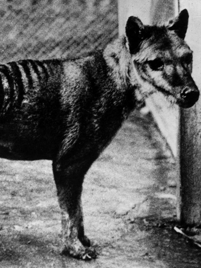 A Tasmanian tiger at Hobart Zoo in 1936. Picture: Don Stephens and Associates