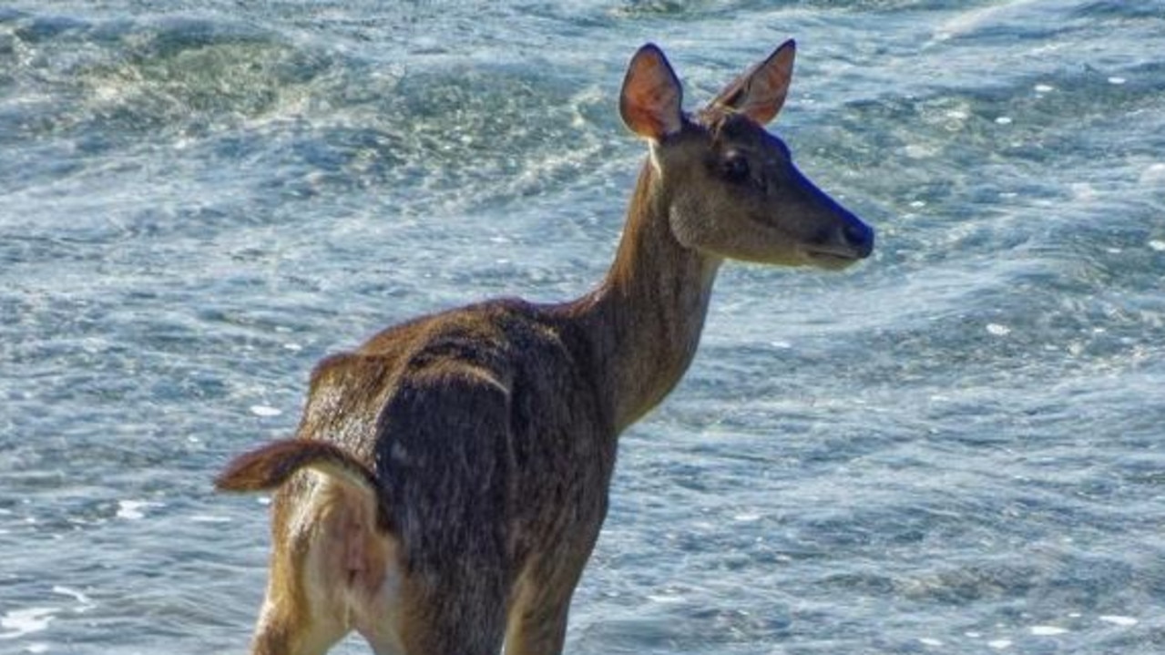 Do, a deer, a female deer on Moreton Island | The Courier Mail