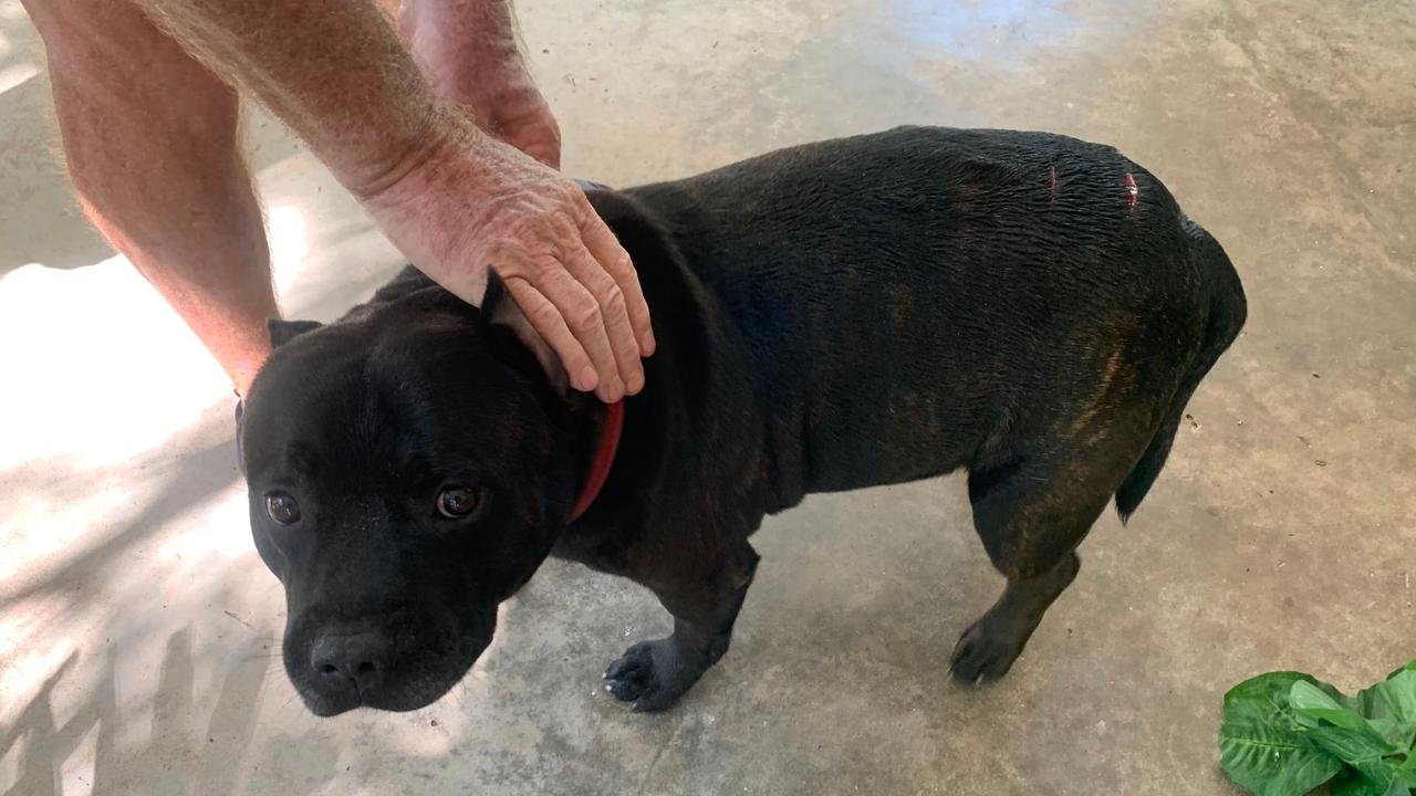 The face of a very good boy who escaped the jaws of a two metre croc. Picture: Instagram.