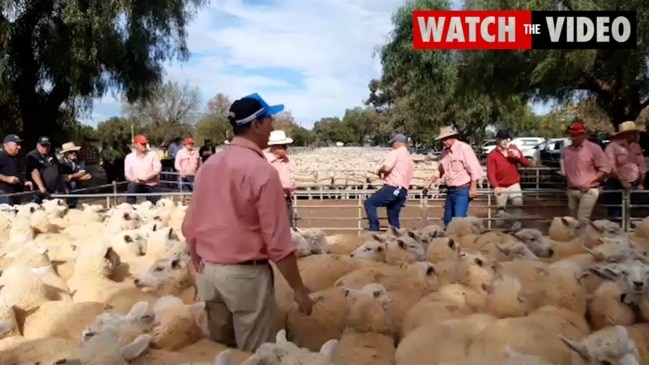 Wycheproof store sheep sale, May 7, 2021