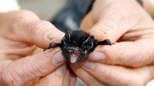 Large eared pied bat. Photo: Contributed