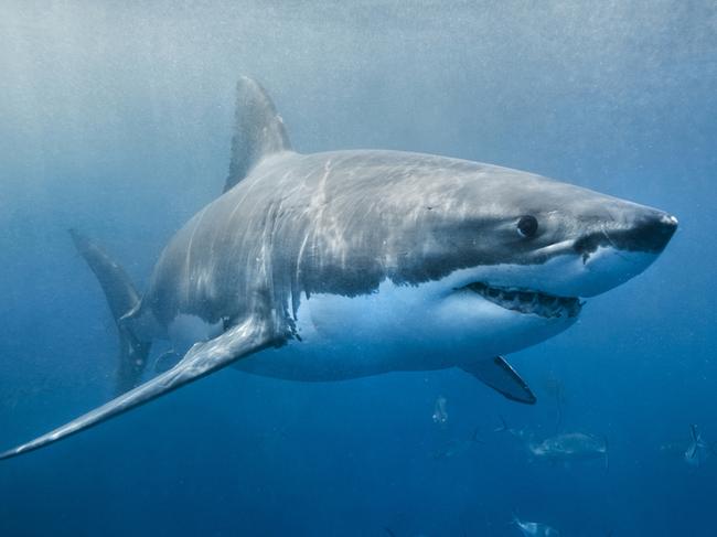 Truth behind Sydney’s shark spike