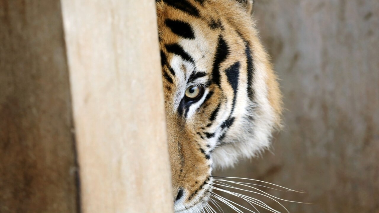 Dozens of frozen tiger cubs discovered at Thai temple 