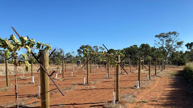 Trial grapes growing at Singleton Station 2022