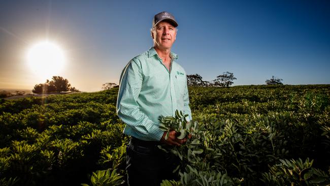 Adrian McCabe in a healthy crop at his Salter Springs property. Picture: Matt Turner.