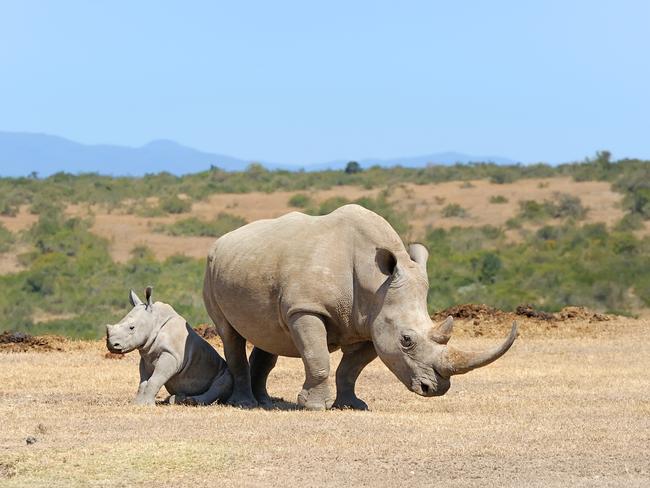 8/10Visit the world's last Northern White Rhinos - Kenya For a one-of-a-kind safari experience, hit the African bush in June on Intrepid’s special expedition to encounter the world’s last remaining northern white rhinos.Created to coincide with Endangered Species African Day, this unique adventure will have travellers tracking rhinos, visiting the heavily guarded remnants of their species. Not only is the seven-day expedition the stuff of African safari dreams, but it will also help raise both awareness and funds to support rhinos and other endangered species, meaning you can travel with a clear conscience. 
intrepidtravel.com