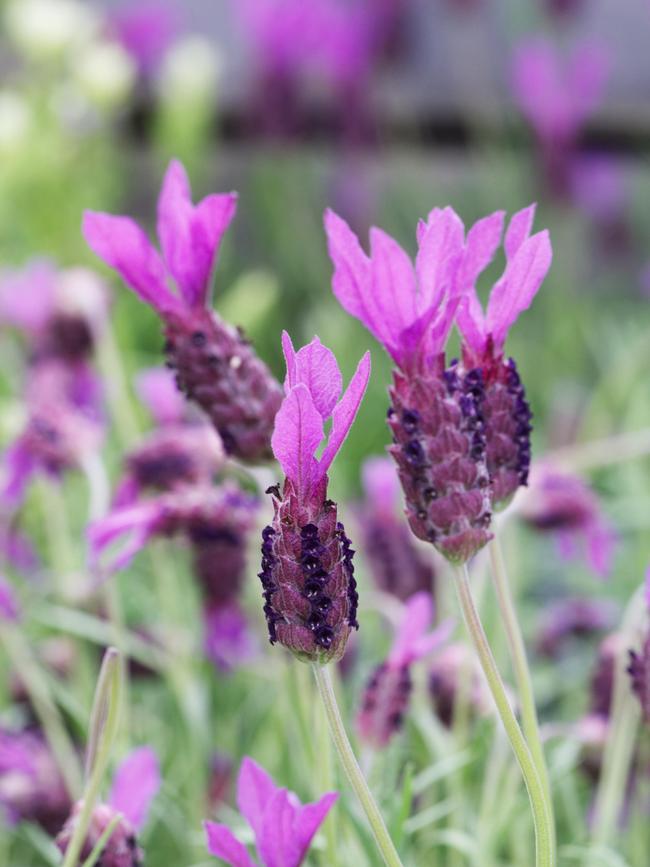 <i>Lavandula </i><i>stoechas </i>