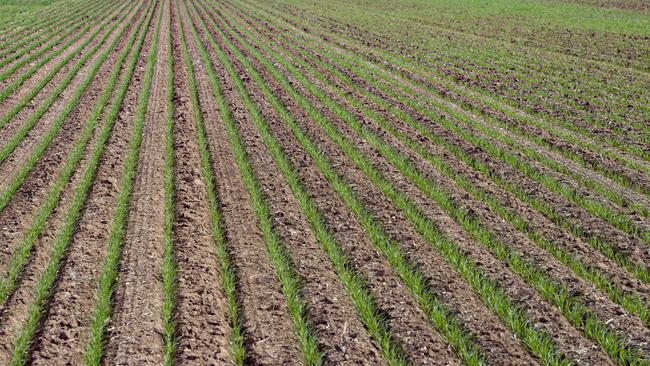 Crops are emerging well at Bundalong. Picture: Zoe Phillips