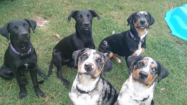 Five of Annette Clifford’s eight rescue dogs.