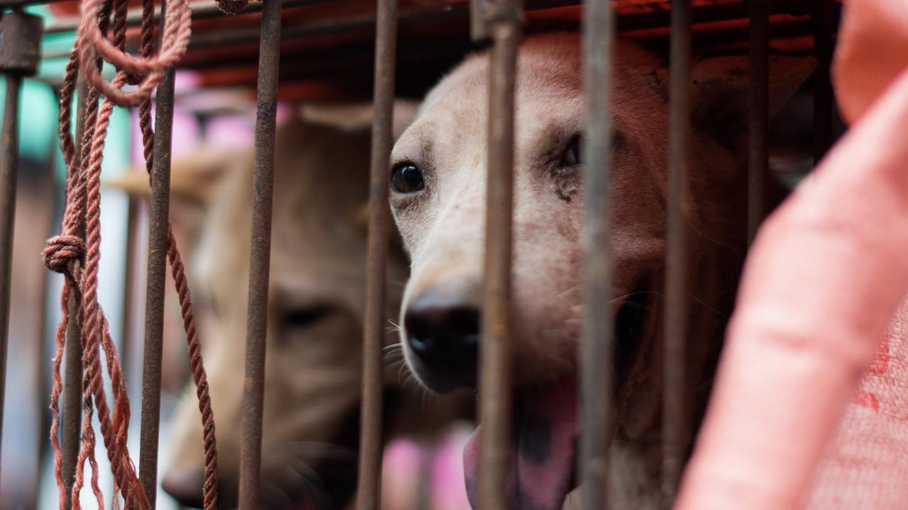 Yulin Dog Meat Festival we should condemn all animal slaughter PETA