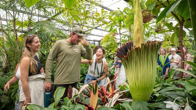 Punters blocked their noses, but the flower didn’t really smell. Picture: Brad Fleet