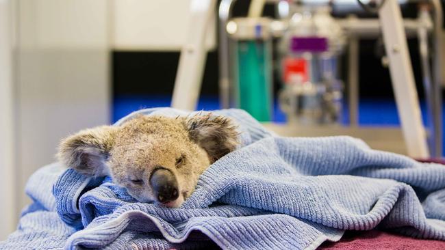 This three-year-old male koala had to be euthanased after a dog attack in Petrie. Picture: RSPCA Queensland.