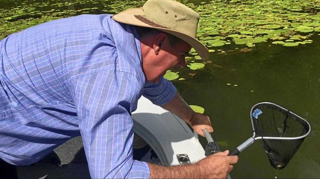 Minister Mark Furner releases Mary River Cod fingerlings into Borumba Dam. Picture: Contributed