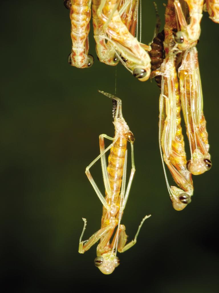 Baby praying mantids hatching. Mantids typically hatch en masse from a specialized egg case called an ootheca. The young emerge as worm-like larvae on silken strands, then moult their exoskeletons almost immediately, becoming functional miniature mantids. Soon after, they begin to disperse to begin life as individual hunters. Image from the book, Minibeasts by Alan Henderson. Picture: Minibeasts/Alan Henderson Minibeasts, is available from www.exislpublishing,com and wherever incredible books are sold.