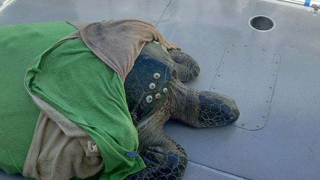 Cairns Coast Guard have rescued a giant sea turtle after it was reported in distress by boaters off the coast of Cairns. Photo: Facebook