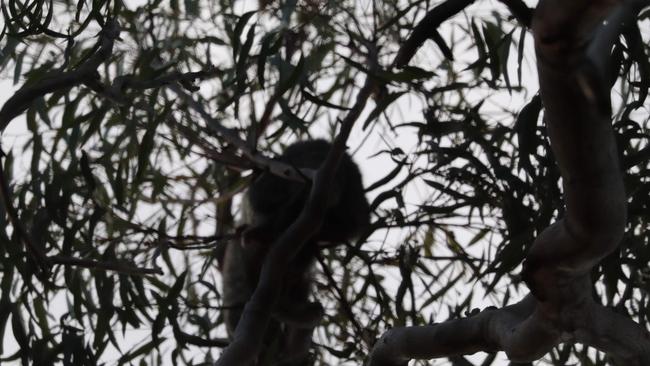 Koala in a tree at 675 Tilley Rd Chandler which was destined for the mulcher as part of land clearing. Picture: Supplied