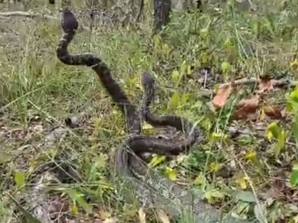 Picture: Gold Coast and Brisbane Snake Catcher