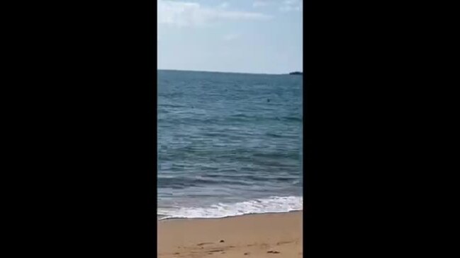 Beachgoers 'Stunned' as Cassowary Swims to Shore