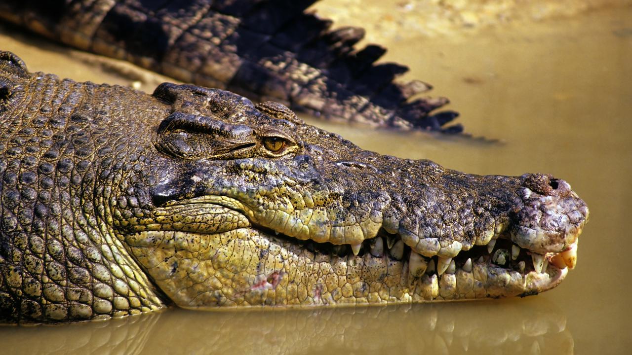 The crocodile believed to be responsible for the attack has not yet been located. Picture: Supplied