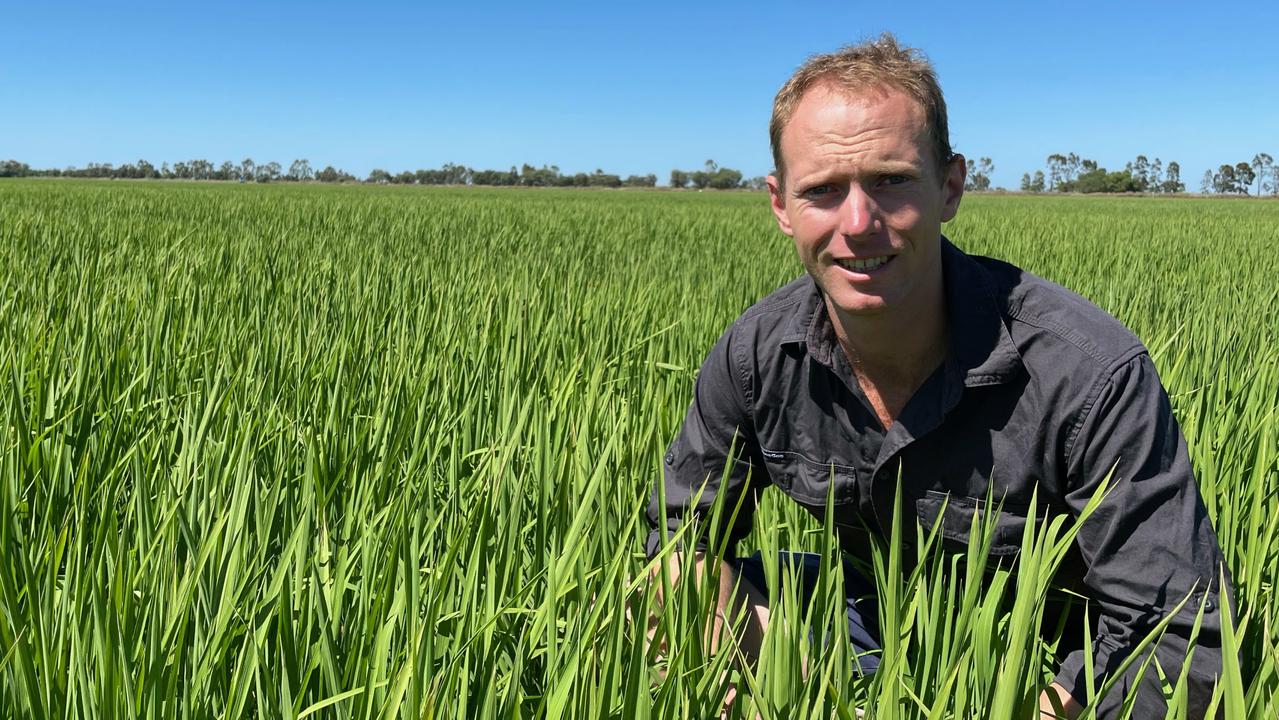 Rice: Aerobic growing method could drop water use by half | The Weekly ...