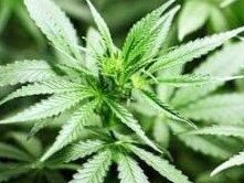 A RETIRED Gympie region man claimed he grew 11 marijuana plants at his Glenwood home "for research purposes".