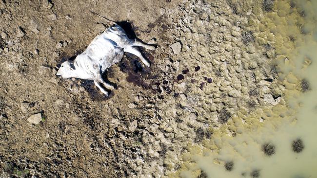 Flooding in North Queensland earlier this year left an estimated 500,000 head of cattle dead.