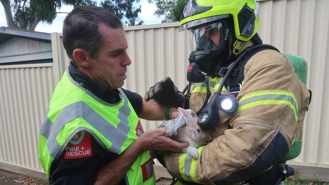 Frightened bunny Melly was saved from a burning building by Fire and Rescue specialists. Picture: Fire and Rescue NSW