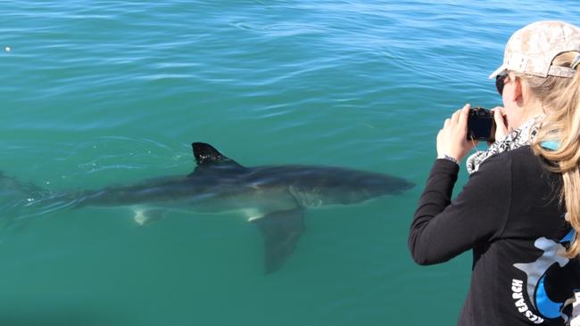 Shark researcher Channing Egeberg photographing a shark. Picture: Support Our Sharks