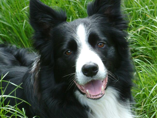 Undated : generic sheepdog / black and white border collie