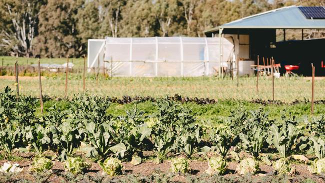 Seasonal vegetables are all sown from seed in a polytunnel greenhouse, then transferred to garden beds. Picture: Chloe Smith