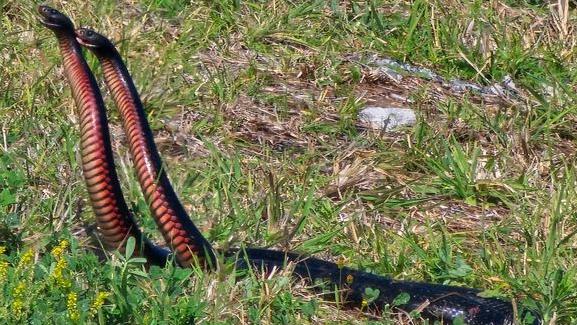 The snakes captured in the video.