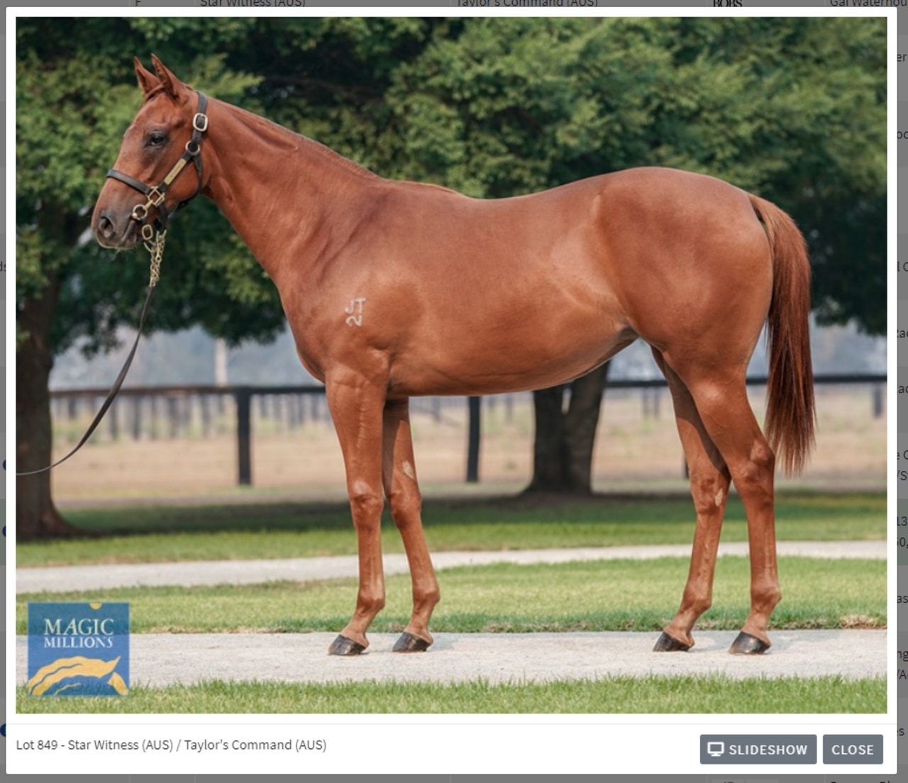 Magic millions yearling photo of Star Witness filly out of taylors command