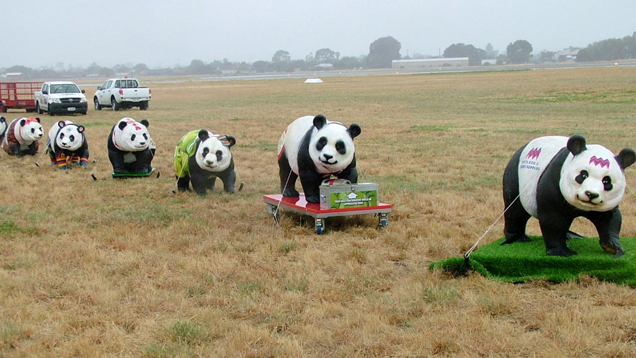 Twelve model pandas lined the runway at Adelaide Airport to welcome Wang Wang and Fu Ni.