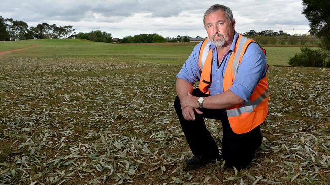 Playford buildings manager Guy Trace surveys tree damage caused by thousands of corellas.