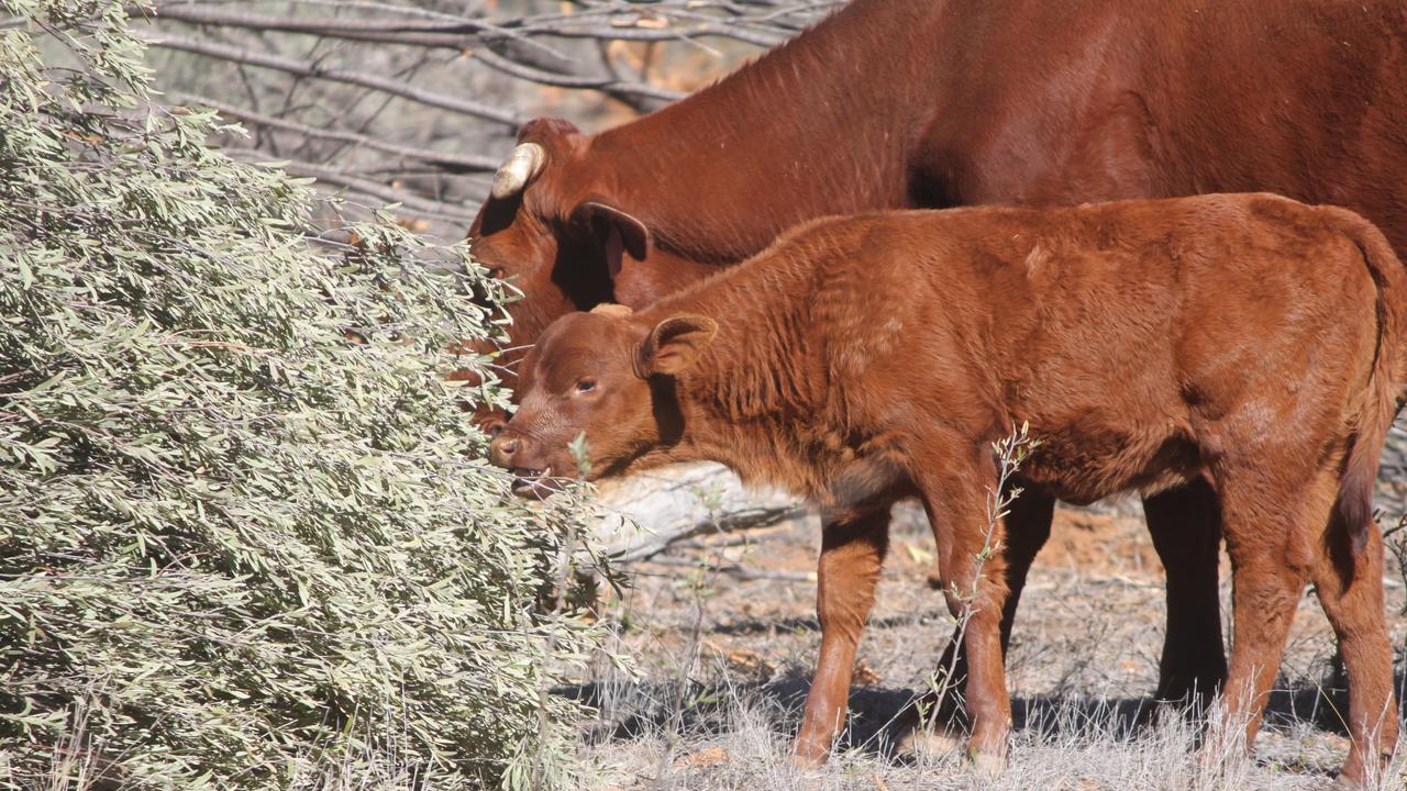 Aussie farmers fighting to overturn beef ban over EU deforestation rule