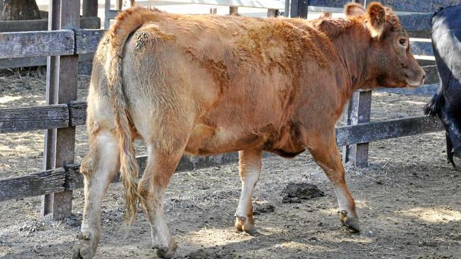 File photo of a cow. Picture: Contributed