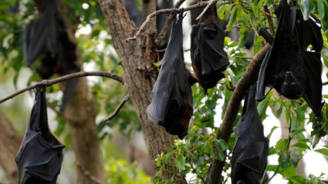 Flying-foxes in southeast Queensland are roosting closer to the ground due to the heat conditions and temperatures pushing 38C. Picture: File