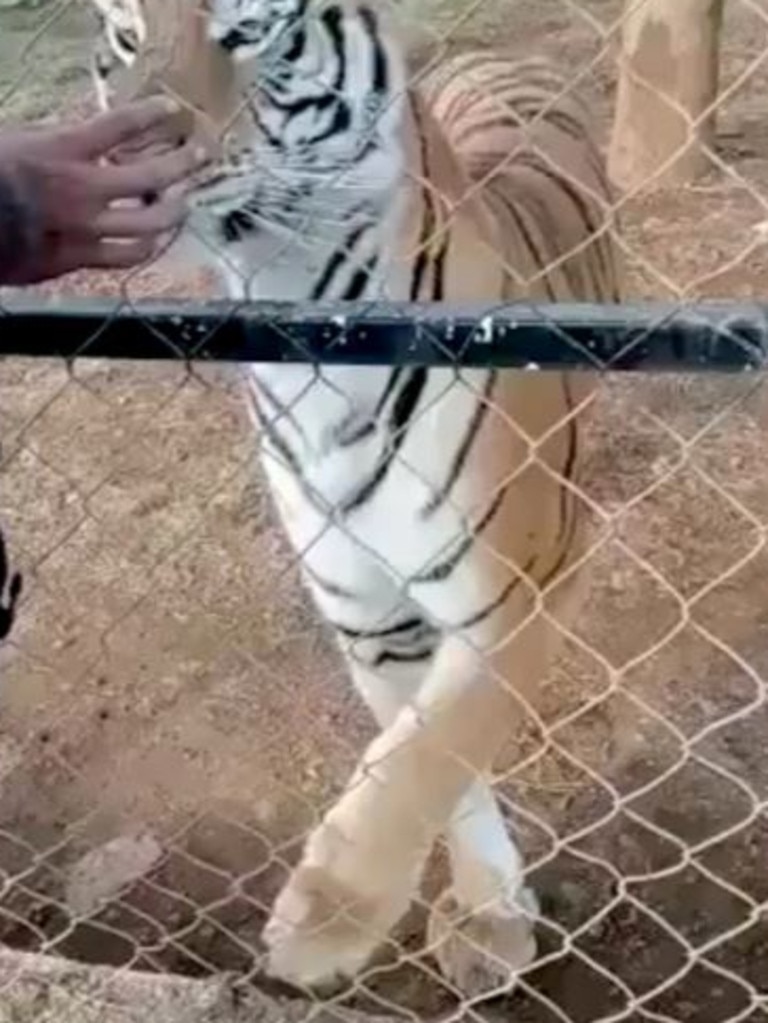 White Tiger Mauls Man To Death In Zoo Horror, World News