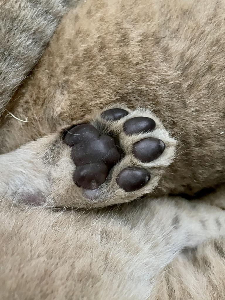 Week four: One of the lion cubs’ paws. Picture: Supplied