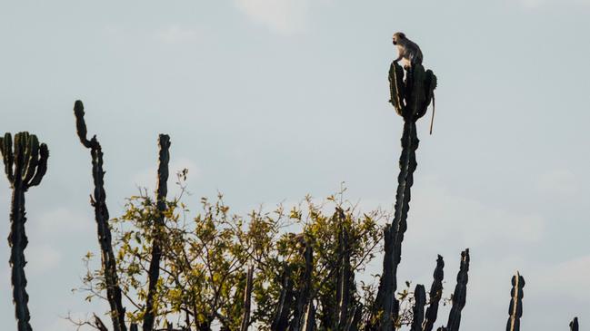 Monkey atop a candelabra tree. Picture: Greg Funnell