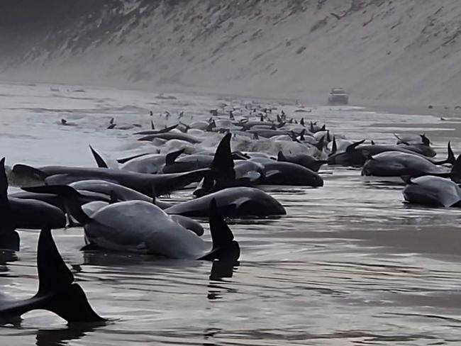 STRAHAN, AUSTRALIA - SEPTEMBER 21: In this handout image provided by Huon Aquaculture, whales are seen beached along the shoreline on September 21, 2022 in Strahan, Australia. Hundreds of whales pilot have become stranded at Macquarie Harbour on Tasmania's west coast in a mass stranding event. (Photo by Huon Aquaculture via Getty Images)