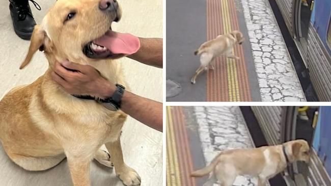 Storm the Labrador travelled from Hoppers Crossing to Flinders Street Station all by himself on a train. Picture: Supplied by Metro Trains